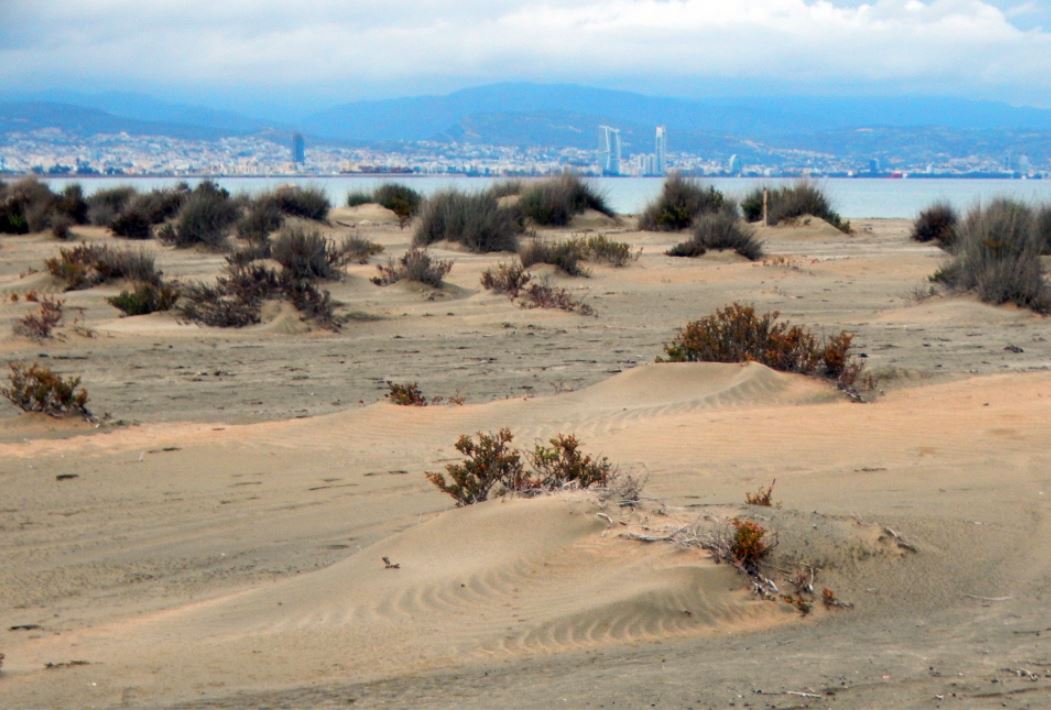 Plyajdagi osmirlar jinsiy aloqa galereyalari