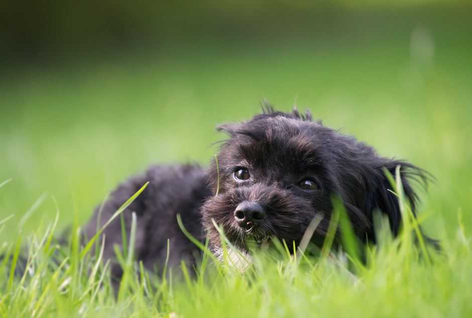 Отдел полиции по защите прав животных Кипра: почти невозможно найти тех ...