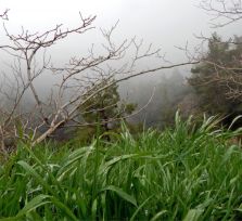 В Троодос за туманами (фото и видео)