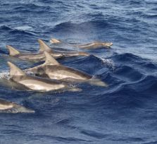 Близ Кипра плавают пять видов китообразных 