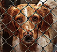 DIKO предлагает ужесточить наказания за издевательства над животными