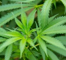 Кипр может стать первым в мире в деле выращивания медицинской марихуаны