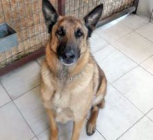 Кипрский пес-детектив вычислил наркотики в посылке из Германии 