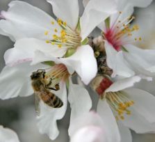 На Кипре стремительно исчезают пчелы. Без них мы долго не протянем?! 