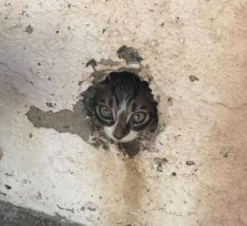 На пляже Курион спасен залезший в трубу котенок! 