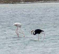 На соляном озере Менеу поселился черно-белый фламинго