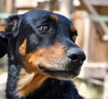 Парламент Кипра намерен одобрить закон о защите прав собак до Рождества 2025 года