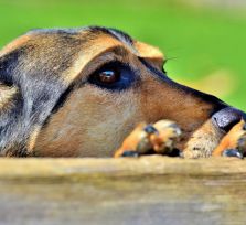 Парламент Кипра одобрил закон о собаках. Что нужно знать их владельцам? 