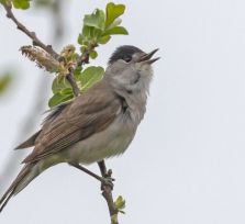 Полиция Кипра задержала 65-летнюю женщину-браконьера