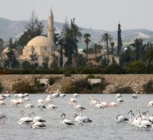 Розовые фламинго: а где вода в соляных озерах?! 