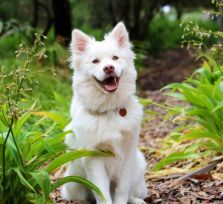 Штрафы для владельцев собак на Кипре будут варьироваться от 50 до 2000 евро