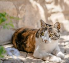 The Telegraph: кипрские курорты создают отели для котов