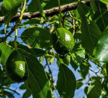 В деревне Ахелия украли тонну авокадо 
