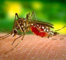 Взрослых комаров Лимассола заманят в магнитные ловушки 