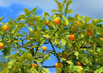 1 февраля в деревушке Аракапас пройдет мандариновый фестиваль