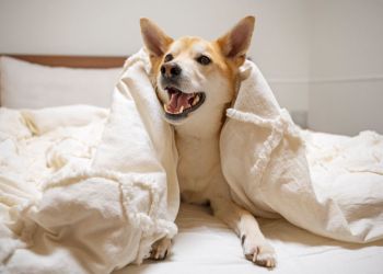 44 отеля и апартаментов на Кипре, где будут рады гостям с домашними питомцами