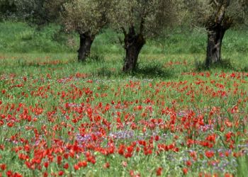 Хотите насладиться тысячами алых цветущих тюльпанов на Кипре? Отправляйтесь 7 апреля на фестиваль! 