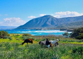 Из Пафоса вновь организуют бесплатные экскурсии по Акамасу