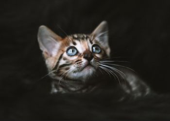 Кипрские пожарные спасли котенка из горевшего здания 