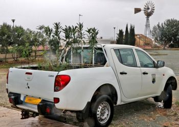 Лесной департамент Кипра раздаст всем желающим 35 000 саженцев до 20 февраля. Где их можно получить?