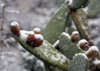 На ближайших выходных на Кипре может выпасть снег