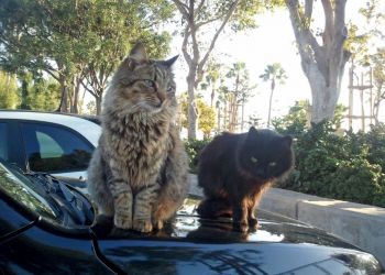 На Кипре пропадают коты. Почему это происходит? Как реагирует полиция на жалобы волонтеров? 