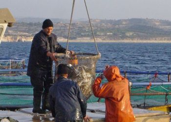 На релокацию двух рыбных ферм на Кипре выделят 1,5 млн. евро