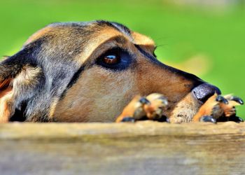 Парламент Кипра одобрил закон о собаках. Что нужно знать их владельцам? 