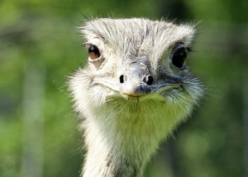 Полиция Кипра ищет страуса среди потока машин