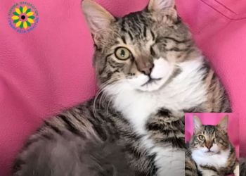 Пропал кот Биби. Его ищут в аэропортах Ларнаки и Афин 