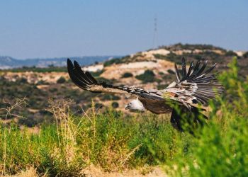 Raptors for LIFE: на Кипре запускают новый проект по спасению хищных птиц