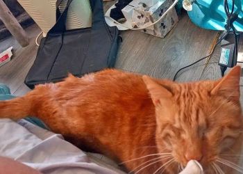 Слепой рыжий кот с Кипра победил во всемирном конкурсе домашних животных 