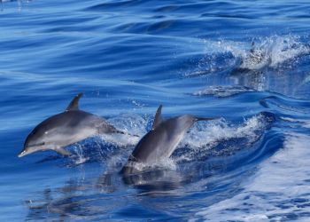 У берегов Протараса развлекаются шесть дельфинов (видео)