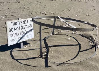 В 2023 году на песчаных пляжах британских баз Кипра зарегистрировали 282 гнезда черепах. Это лучший показатель за 10 лет