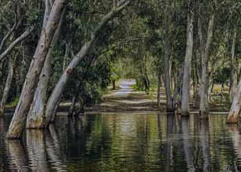 «В 2025 году немыслимо рубить лес ради асфальта» на Кипре