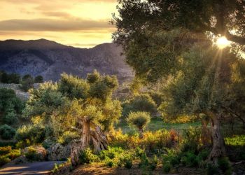 В 2026 году в регионе Пафоса появится «Оливковый маршрут» протяженностью 170 км