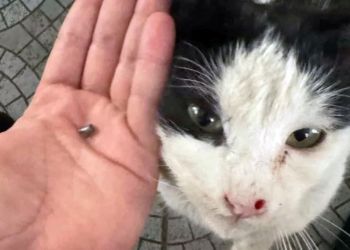 В Ахелии найдена кошка с пулей в носу. Партия зеленых Кипра призывает к созданию независимой полиции по защите животных