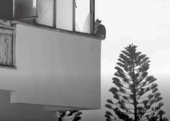 В столице Кипра пожарные спасли кота, застрявшего на балконе 