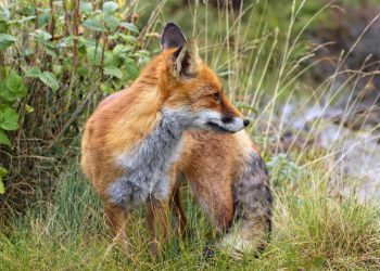 Заметив гадюку у водопоя, испуганная лиса буквально взлетела в воздух