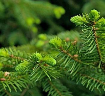 27 ноября на Кипре стартует продажа живых елок 