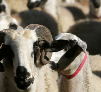 Эпидемия ящура на Кипре: 24 февраля начнется вакцинация 