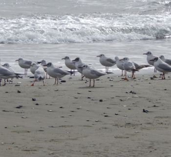Февральская погода на Кипре: сначала дожди и пыль, затем — до +23 градусов