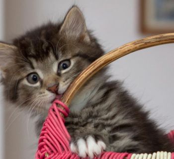 Глава CatPAWS: «похищенные» котята живут в отличных условиях