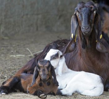 Минсельхоз Республики Кипр ввел чрезвычайное положение в связи со вспышкой ящура на севере острова 