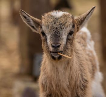 На ферме с 1000 новорожденных ягнят и козлят в деревне Менико произошел пожар 