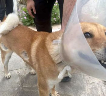 На Кипре произошли два новых случая стрельбы по собакам 