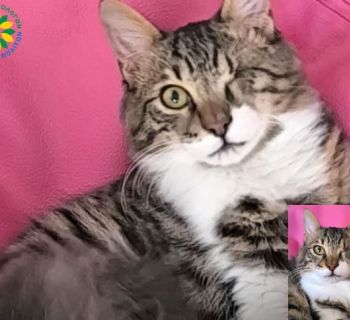 Пропал кот Биби. Его ищут в аэропортах Ларнаки и Афин 