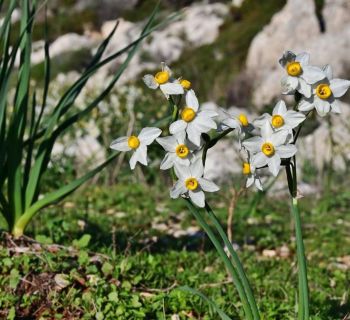 Рвать дикие цветы на Кипре незаконно. Нарушителям грозят штрафы и лишение свободы