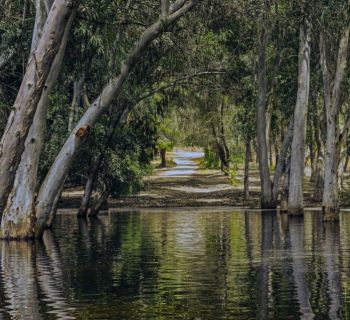 «В 2025 году немыслимо рубить лес ради асфальта» на Кипре