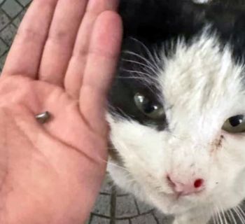 В Ахелии найдена кошка с пулей в носу. Партия зеленых Кипра призывает к созданию независимой полиции по защите животных